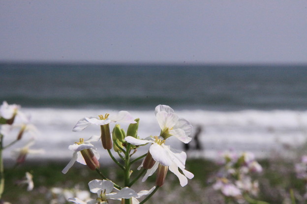 写真: 浜に咲く花