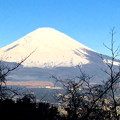 乙女峠の富士山