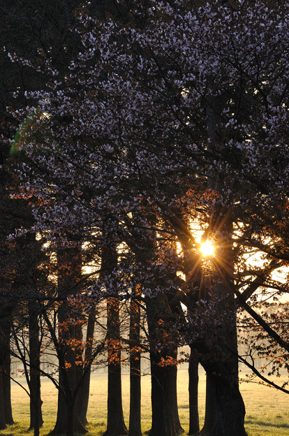 写真: 桜並木の隙間から