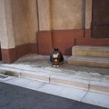 写真: 東京「入谷」小野照崎神社近く 猫