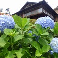写真: 庭園 紫陽花