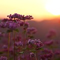 写真: 夕日に照らされて、ピンクのソバの花(2)
