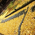 写真: イチョウの絨毯(3)　深田久弥　山の文化館