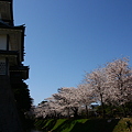 写真: 金沢城菱櫓と満開の桜