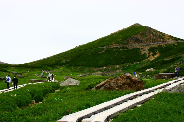 写真: 乗鞍　お花畑と木道　　背景は富士見岳