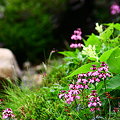 写真: ヨツバシオガマ(1)　　乗鞍岳　高山植物