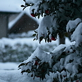 今朝の雪(2)　重いな〜･ﾟﾟ･(×_×)･ﾟﾟ･