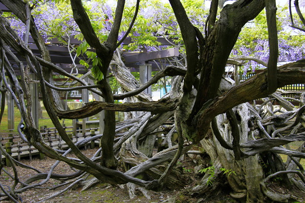 写真: 藤の巨樹　　小松芦城公園