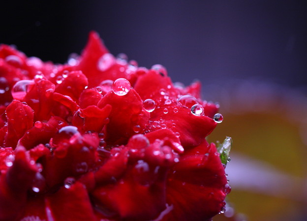 写真: 薔薇の涙
