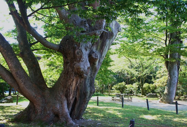 写真: 金沢・本多の森公園(1)　面白い木