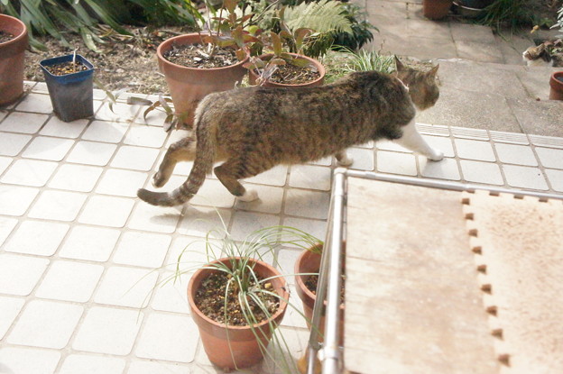 写真: ソーっと、ソーッと立ち去る迷子の猫さんニャ。
