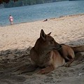 写真: ハロン湾TiTop島＊日本犬似だけど横顔は異人さんなわんこ
