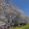 写真: 満開の熊谷桜堤ー１