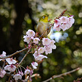 写真: メジロに寒桜
