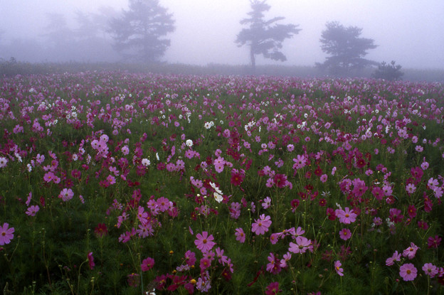 写真: 霧中に咲く