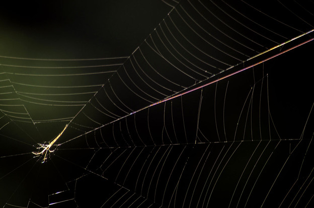 写真: 光彩「蜘蛛の糸」
