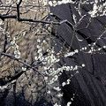 写真: 石垣と白梅