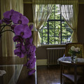 胡蝶蘭のある部屋