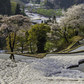 Photos: 儀明の桜?