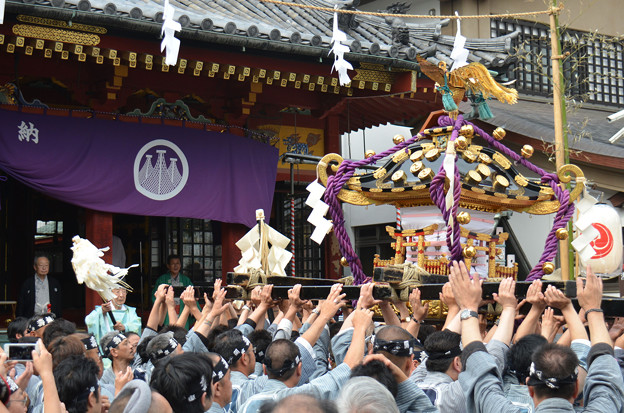 写真: 宮入「三社祭」
