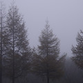 写真: 霧の森 (2)