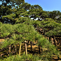 写真: 三百年の松