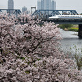写真: 桜と新幹線