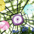 紫陽花と傘 (2)