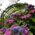 写真: 紫陽花と傘