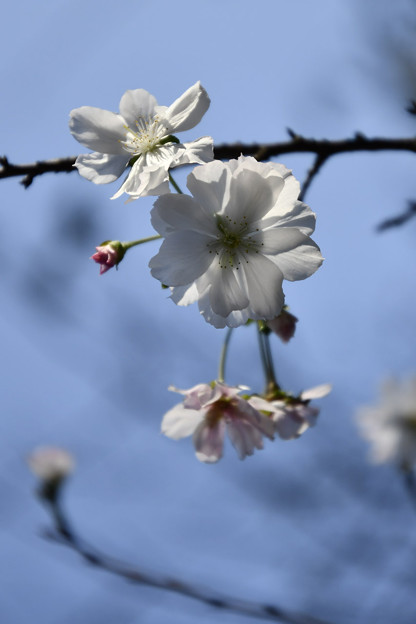 写真: 十月桜咲く
