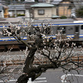 写真: 白梅と横須賀線