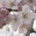 御苑の枝垂れ桜 (2)