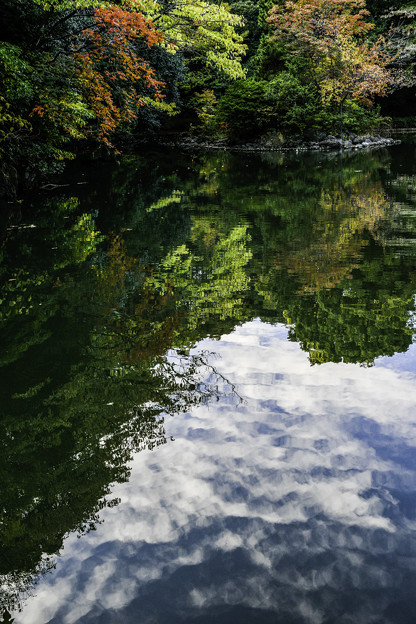 写真: 水面の秋