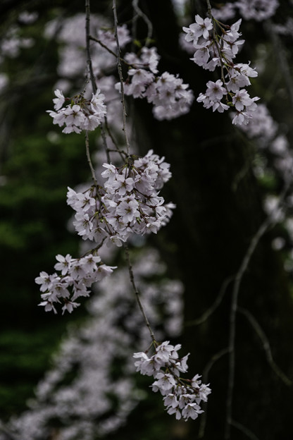 写真: 満開「しだれ桜」