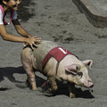 写真: 豚レース