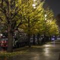 写真: 夜のイチョウ並木