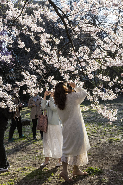 写真: 御苑の桜「高遠子彼岸桜」