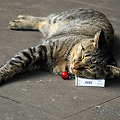 たばこ好きの猫