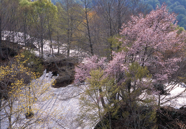 写真: 残雪に咲く山桜