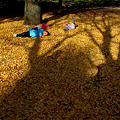 写真: 落葉の絨毯