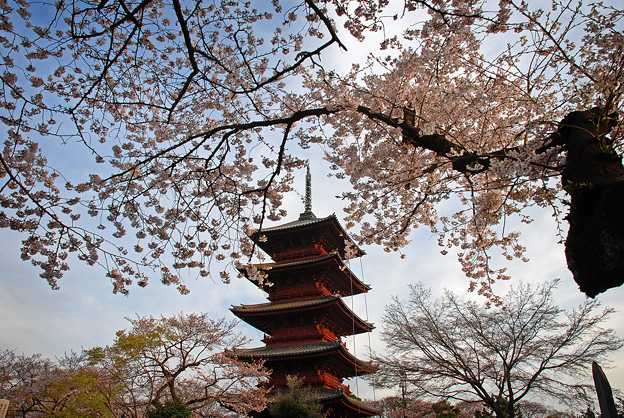 写真: 桜と五重塔-今年
