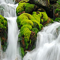 写真: チャツボミゴケのある滝