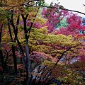 写真: 京都 297