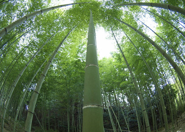 竹撮り物語