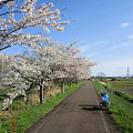 写真: 伊達・胆振線跡の桜並木.2