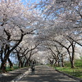 写真: 北海道・北斗市（大野）の桜.11