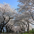 写真: 北海道・北斗市（大野）の桜.12