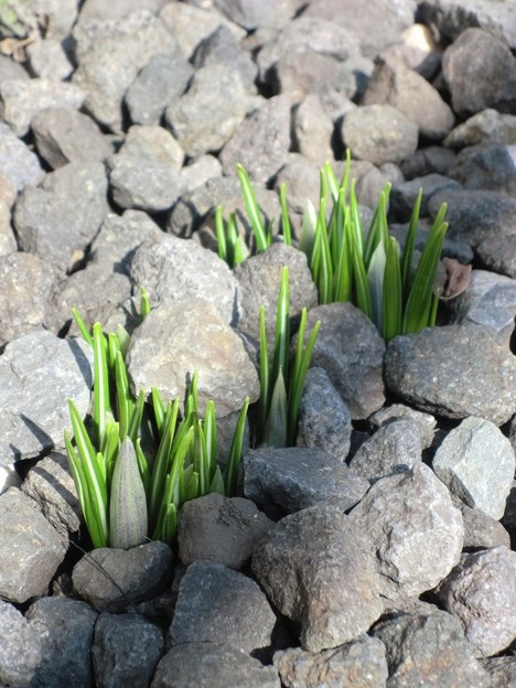 写真: 春の訪れ・クロッカスの芽 (1024x768)