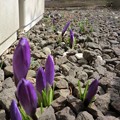 写真: 春の花・クロッカス.2 (1024x768)