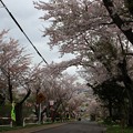 写真: 室蘭・母恋富士下　桜並木